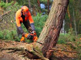 Tree and Shrub Care in Moorpark, CA