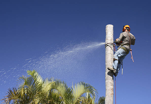 Best Tree Mulching  in Moorpark, CA