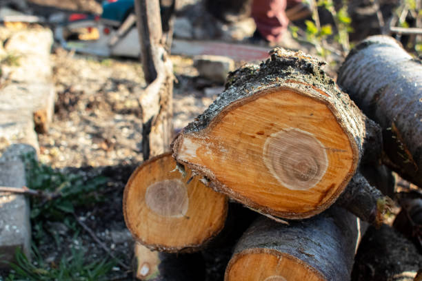 How Our Tree Care Process Works  in  Moorpark, CA